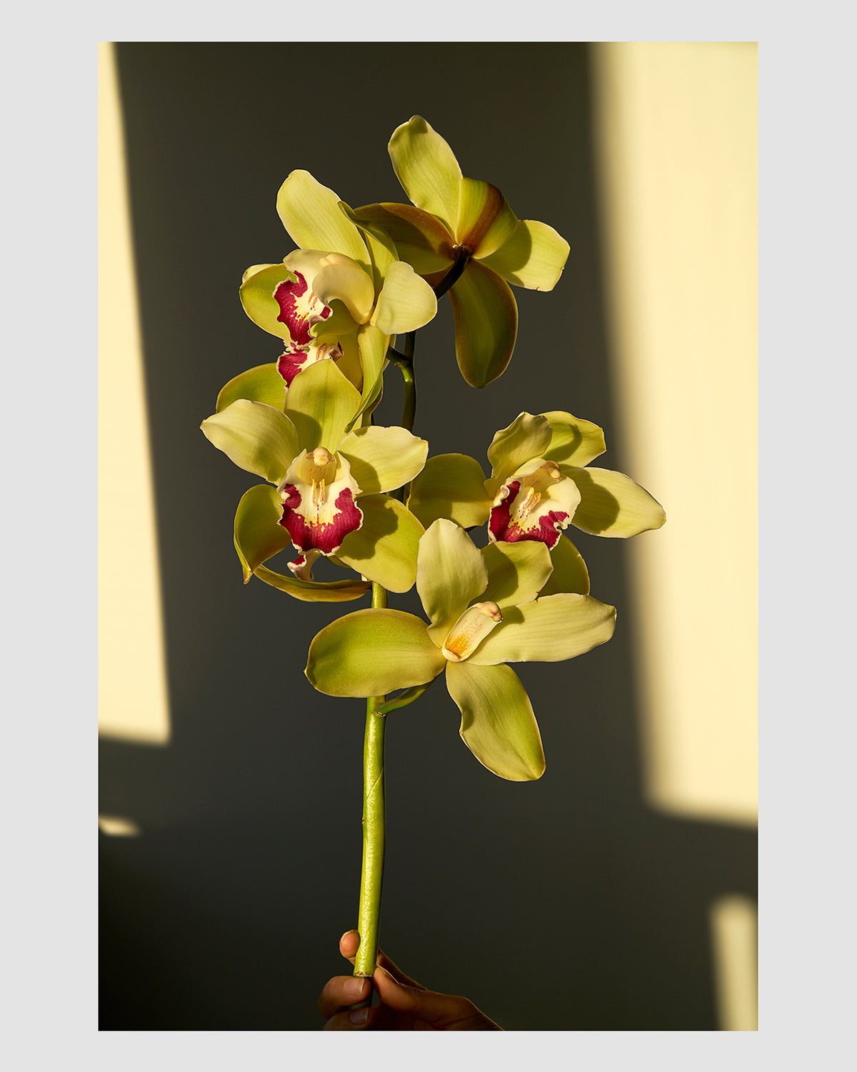 Orchid: Wilderness, 2020 (Photographic Print)