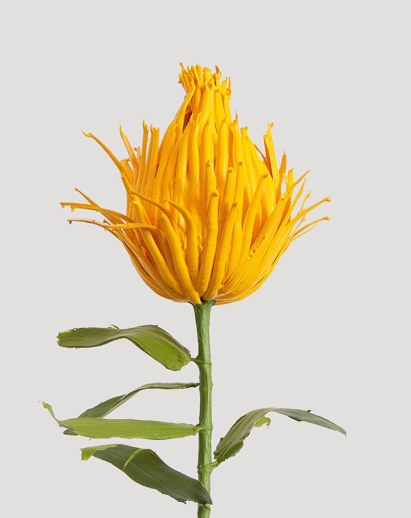 Pincushion Protea Paint Sculpture